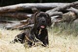 CANE CORSO 1464